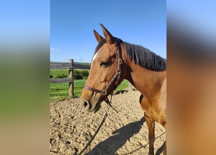 Andaluso, Giumenta, 6 Anni, 155 cm, Baio