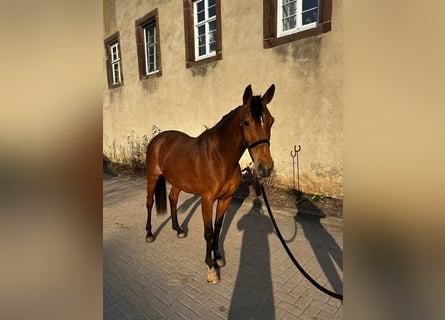 Andaluso, Giumenta, 6 Anni, 155 cm, Baio