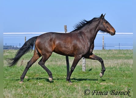 Andaluso, Giumenta, 6 Anni, 156 cm, Baio