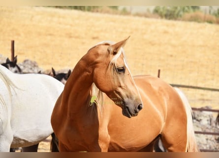 Andaluso, Giumenta, 6 Anni, 156 cm, Palomino