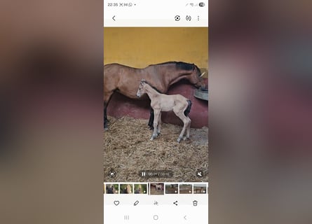 Andaluso, Giumenta, 6 Anni, 162 cm, Baio