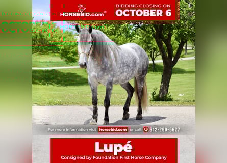 Andaluso Mix, Giumenta, 7 Anni, 157 cm, Grigio