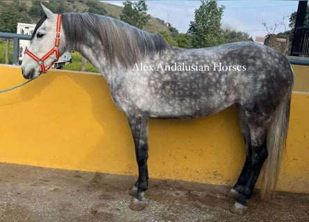 Andaluso, Giumenta, 7 Anni, 157 cm, Grigio pezzato