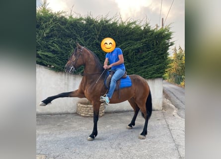 Andaluso, Giumenta, 7 Anni, 165 cm, Baio