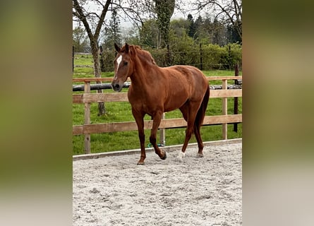 Andaluso, Giumenta, 8 Anni, 156 cm, Sauro