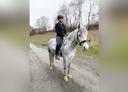 Andaluso Mix, Giumenta, 9 Anni, 143 cm, Grigio pezzato