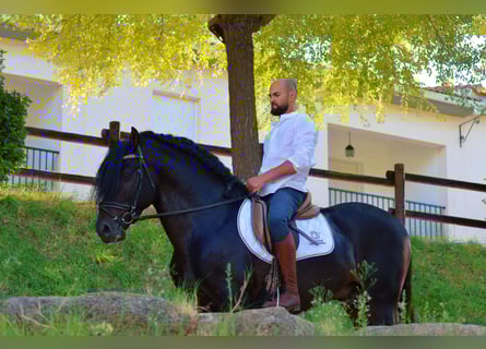 Andaluso, Stallone, 10 Anni, 163 cm, Baio