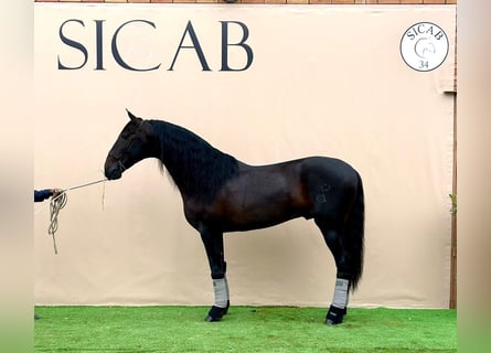 Andaluso, Stallone, 10 Anni, 170 cm, Baio scuro