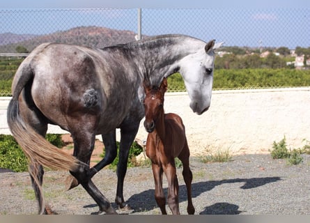 Andaluso, Stallone, 1 Anno, 163 cm, Baio ciliegia