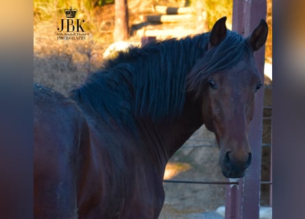 Andaluso, Stallone, 1 Anno, 164 cm, Baio