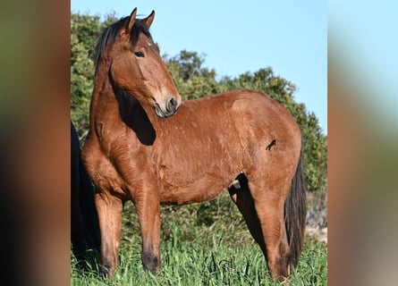 Andaluso Mix, Stallone, 1 Anno, 168 cm, Baio