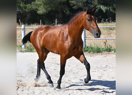 Andaluso, Stallone, 2 Anni, 169 cm, Baio