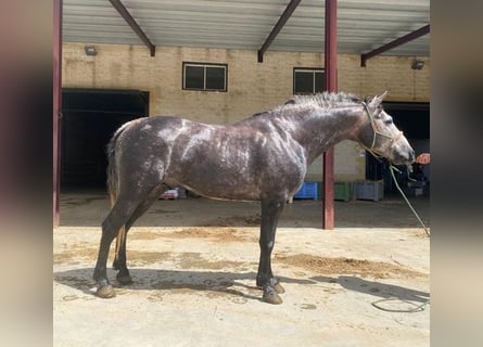 Andaluso, Stallone, 3 Anni, 150 cm, Grigio