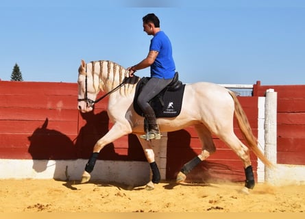 Andaluso, Stallone, 3 Anni, 155 cm, Perlino