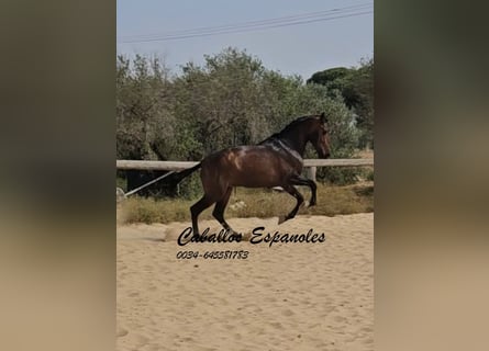 Andaluso, Stallone, 3 Anni, 157 cm, Baio scuro