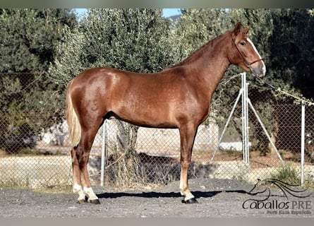 Andaluso, Stallone, 3 Anni, 157 cm, Sauro