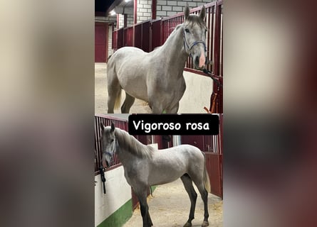 Andaluso, Stallone, 3 Anni, 158 cm, Grigio pezzato