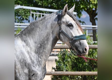 Andaluso, Stallone, 3 Anni, 163 cm, Grigio