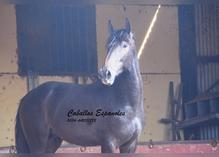 Andaluso, Stallone, 3 Anni, Grigio ferro
