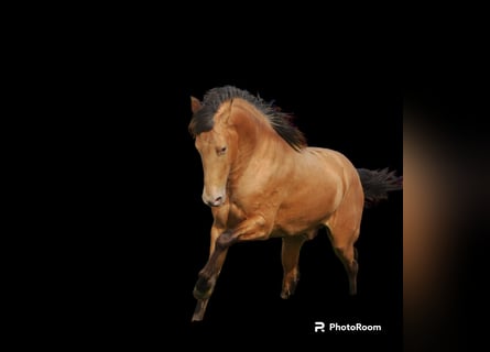 Andaluso, Stallone, 4 Anni, 154 cm, Cremello