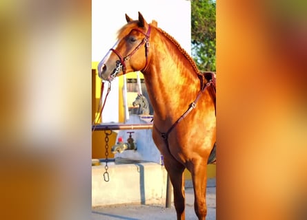 Andaluso, Stallone, 4 Anni, 158 cm, Sauro