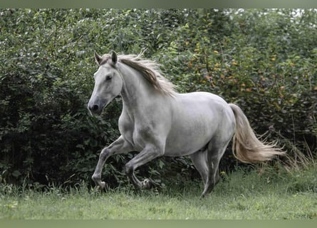 Andaluso, Stallone, 4 Anni, 162 cm, Grigio