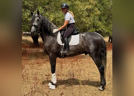 Andaluso, Stallone, 4 Anni, 169 cm, Grigio pezzato