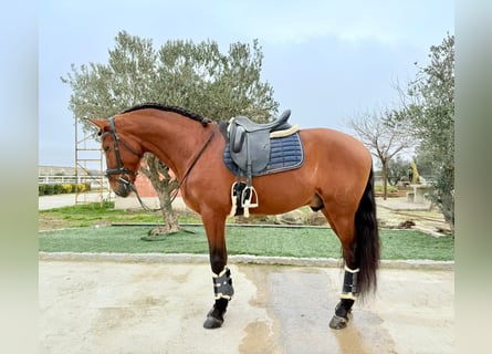 Andaluso, Stallone, 5 Anni, 168 cm, Baio