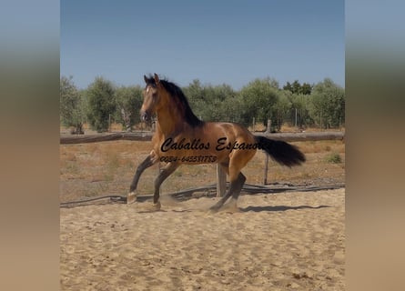 Andaluso, Stallone, 6 Anni, 161 cm, Falbo