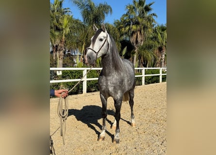 Andaluso, Stallone, 6 Anni, 165 cm, Grigio pezzato