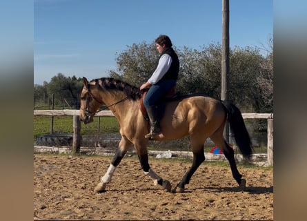 Andaluso, Stallone, 7 Anni, 161 cm, Falbo