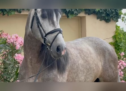Andaluso, Stallone, 7 Anni, 166 cm, Grigio pezzato