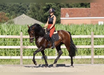 Andaluso, Stallone, 9 Anni, 162 cm, Baio nero