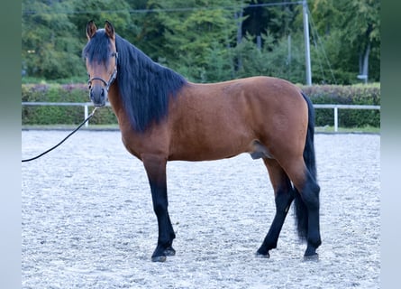Andaluso, Stallone, 9 Anni, 173 cm, Baio