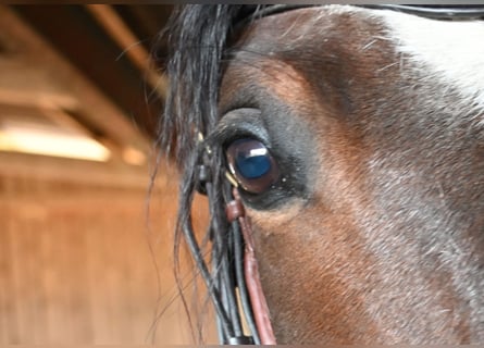Andaluso, Stallone, 9 Anni