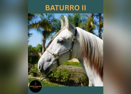 Andaluso, Stallone, Puledri (02/2025), 142 cm, Bianco