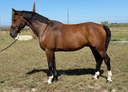 Andere Rassen, Hengst, 10 Jaar, 165 cm, Bruin