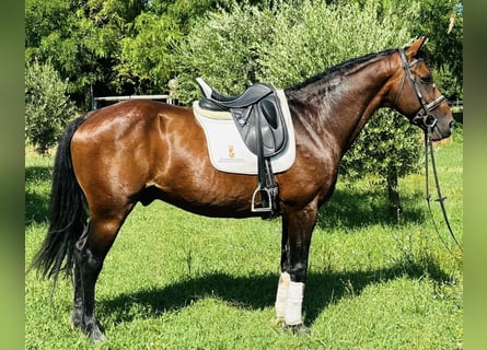 Andere Rassen, Hengst, 15 Jaar, 164 cm, Roodbruin