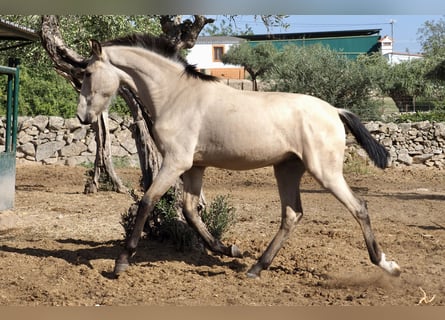 Andere Rassen, Hengst, 1 Jaar, 154 cm, Buckskin