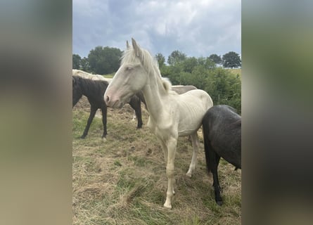 Andere Rassen Mix, Hengst, 1 Jaar, 155 cm, Cremello