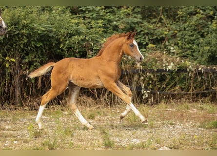 Andere Rassen, Hengst, 1 Jaar, 173 cm, Donkere-vos