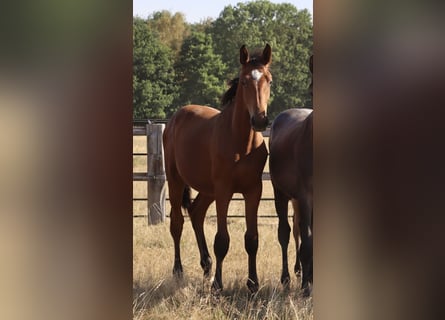 Andere Rassen, Hengst, 1 Jaar, Bruin
