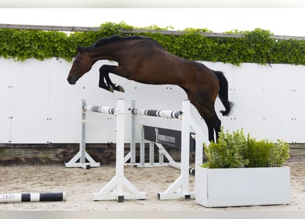 Andere Rassen, Hengst, 21 Jaar, 164 cm, Bruin