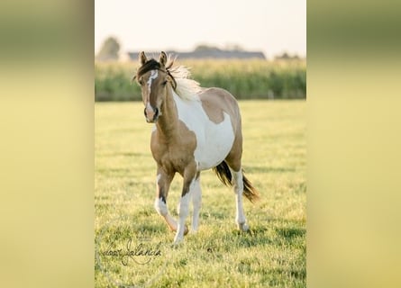 Andere Rassen, Hengst, 2 Jaar, 150 cm, Falbe