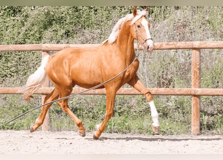 Andere Rassen, Hengst, 2 Jaar, 160 cm, Palomino