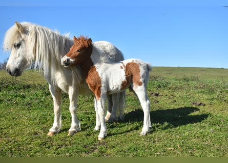 Andere Rassen, Hengst, 2 Jaar, 80 cm, Vos