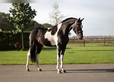 Andere Rassen, Hengst, 3 Jaar, 147 cm