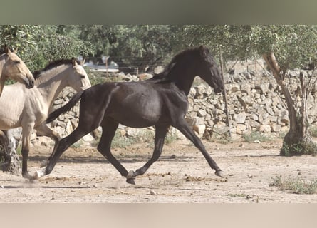 Andere Rassen, Hengst, 3 Jaar, 153 cm, Zwart