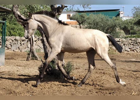 Andere Rassen, Hengst, 3 Jaar, 154 cm, Buckskin