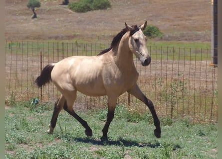 Andere Rassen, Hengst, 3 Jaar, 157 cm, Buckskin